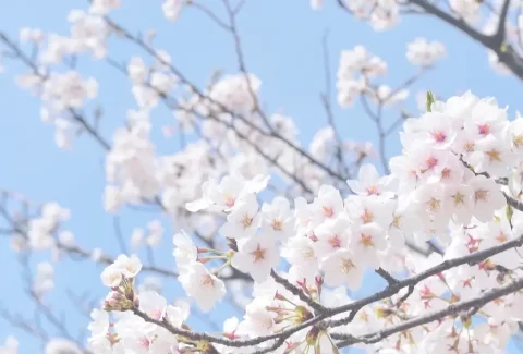spring-wave